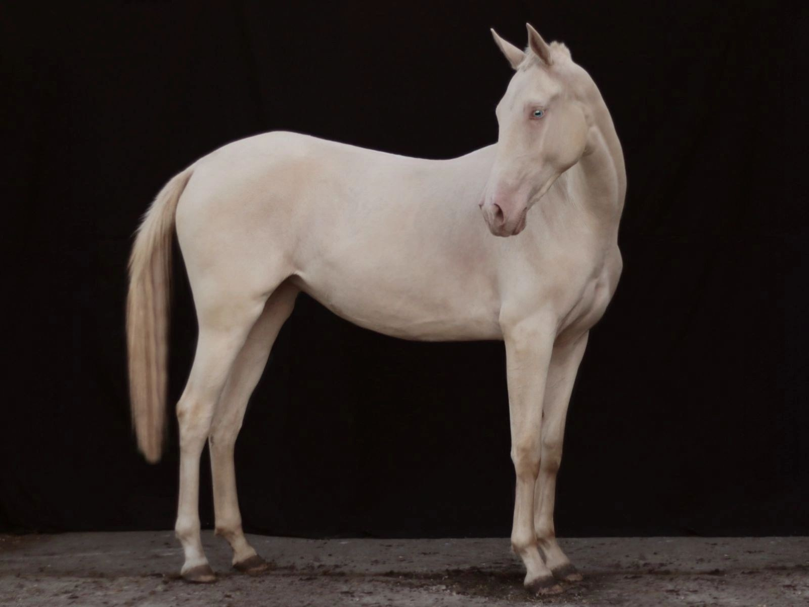 Перли Дере. Продажа ахалтекинских и полукровных лошадей