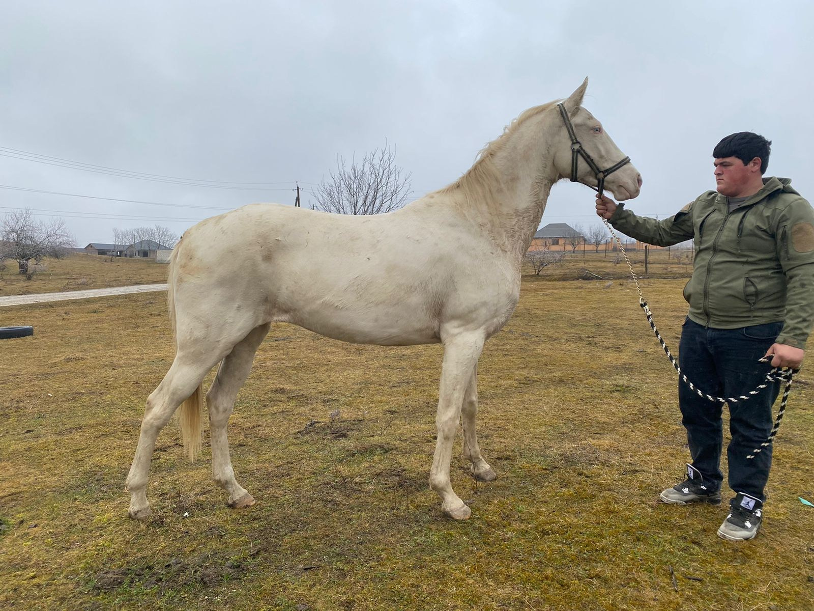 Кобылы. Horses for sale and for breeding