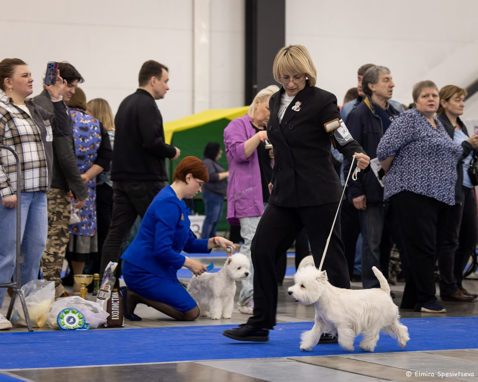 Санкт-Петербург — Ежегодная Монопородная выставка ранга Победитель Клуба породы. Питомник собак породы вест хайленд вайт терьер в Москве