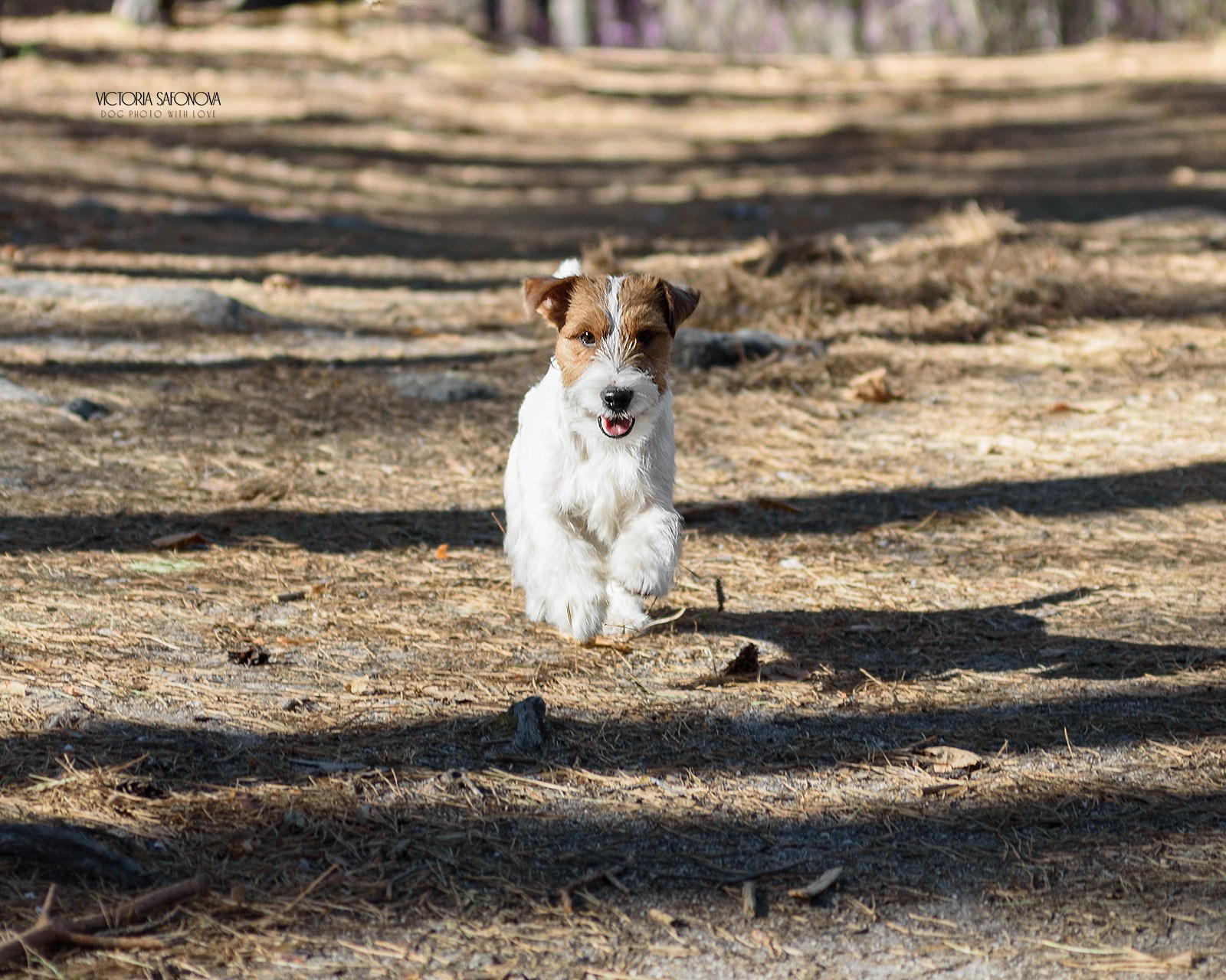 Услуги. Фотограф анималист Благовещенск. Сафонова Виктория