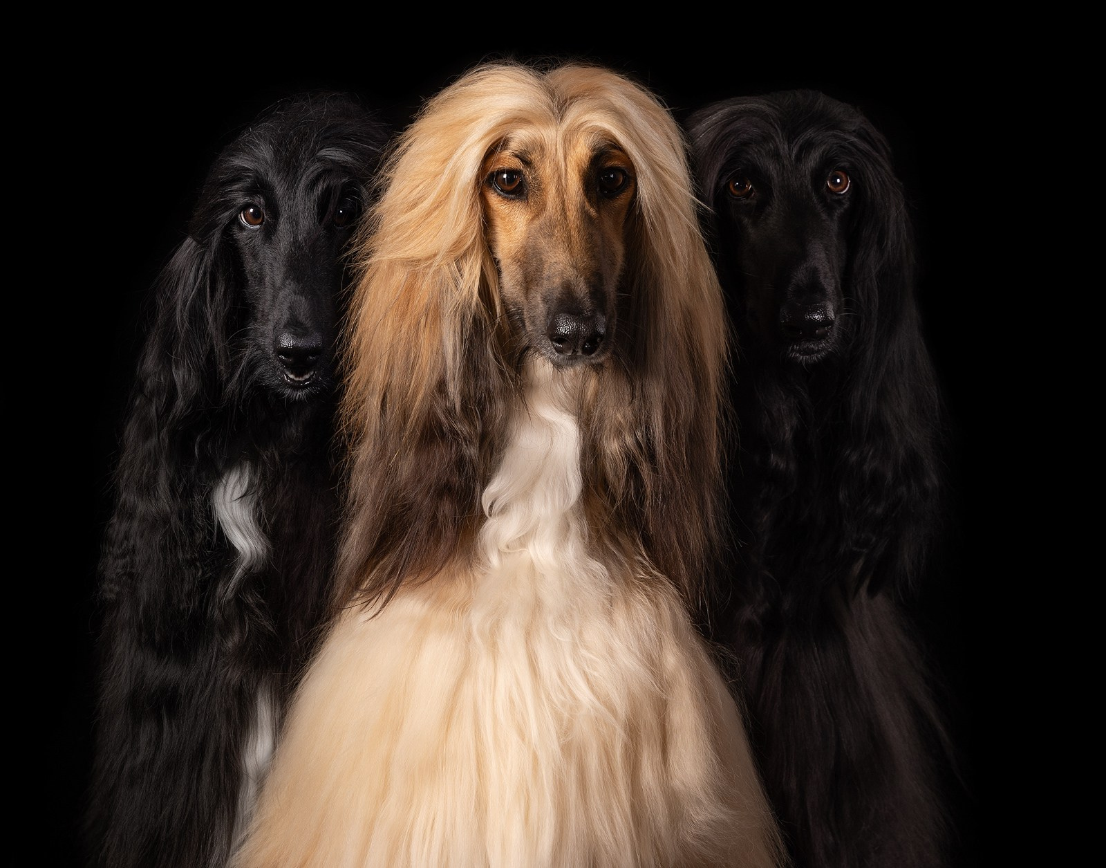 Приглашаю на студийные фото дни в феврале!. Фотограф-анималист Natalia Deingel | Фотосъемка собак в Москве