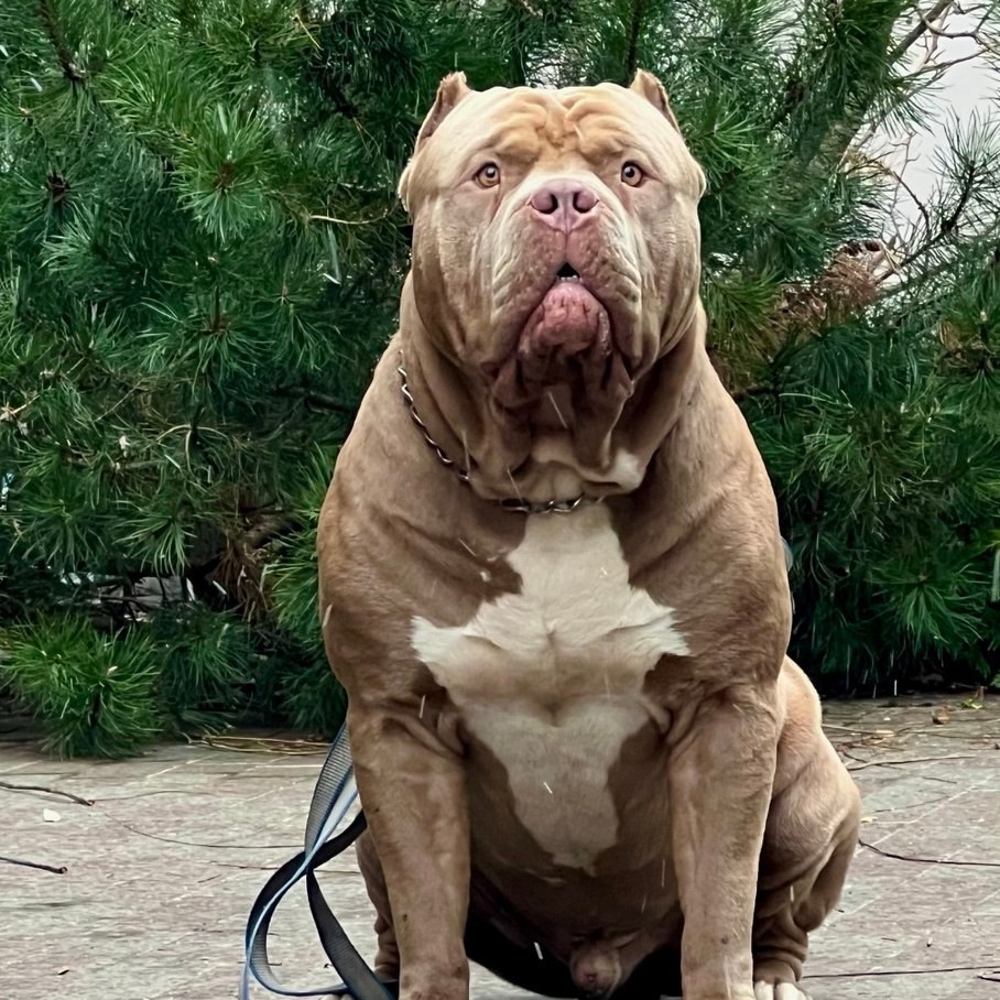 Американские булли XL в г. Калининград. Питомник Great Bully UNIVERSE