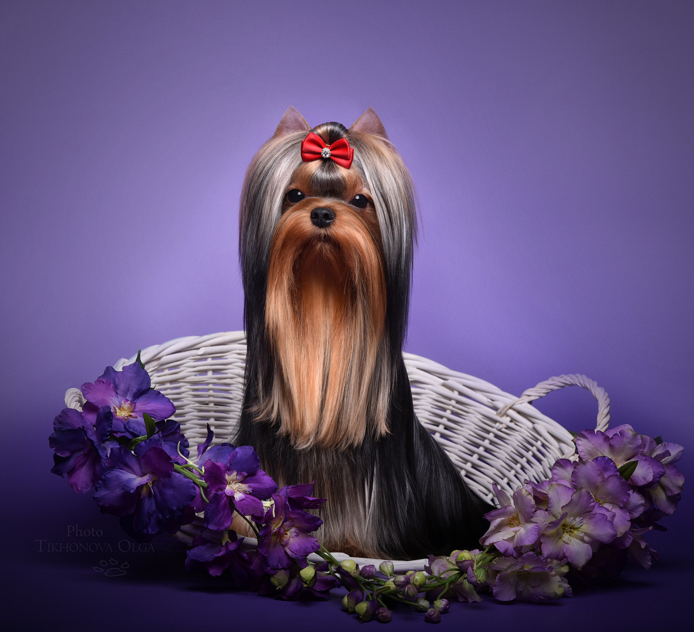 ДЭНСТАЙЛ ОЧАРОВАТЕЛЬНАЯ МОЛЛИ. Питомник Йоркширских терьеров Дэнстайл в Санкт-Петербурге заводчик Тих