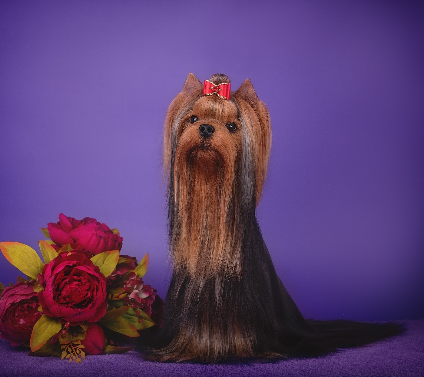 JEWEL STRlBRNE PRANI. Питомник Йоркширских терьеров Дэнстайл в Санкт-Петербурге заводчик Тих