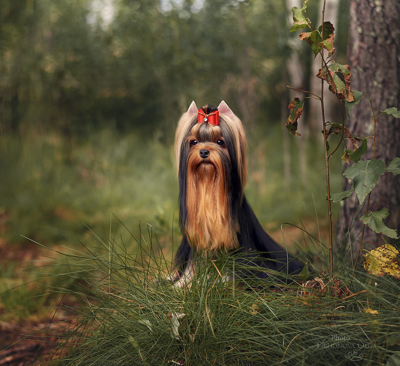 ДЭНСТАЙЛ МАСЯНЯ. Питомник Йоркширских терьеров Дэнстайл в Санкт-Петербурге заводчик Тих