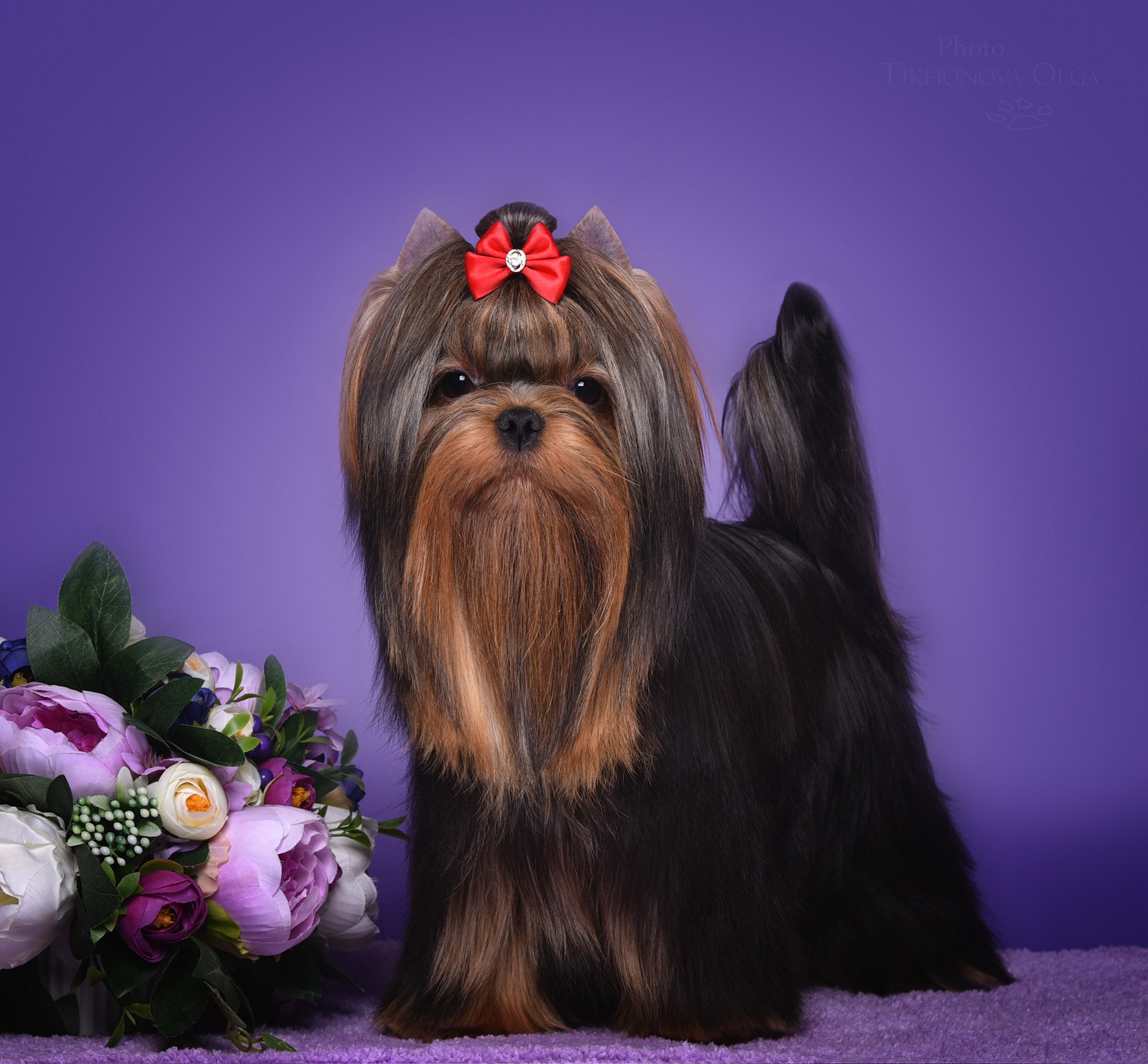 Дэнстайл Пиф. Питомник Йоркширских терьеров Дэнстайл в Санкт-Петербурге заводчик Тих