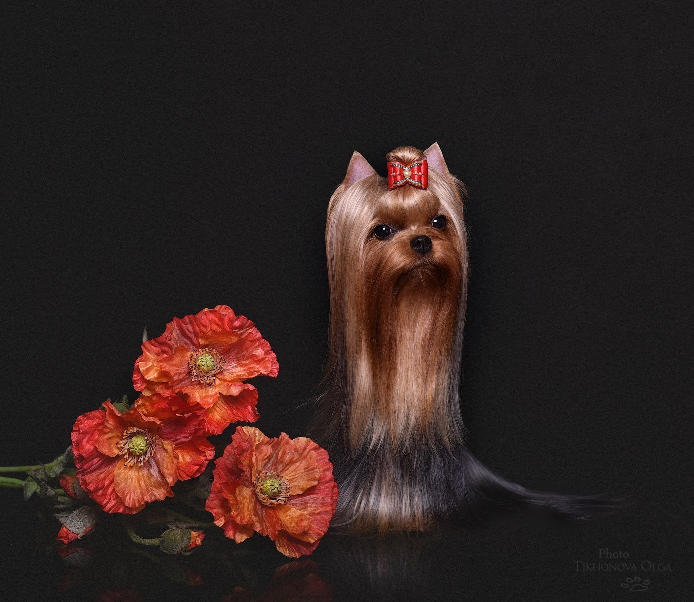 Дэнстайл Санта Лучия. Питомник Йоркширских терьеров Дэнстайл в Санкт-Петербурге заводчик Тих