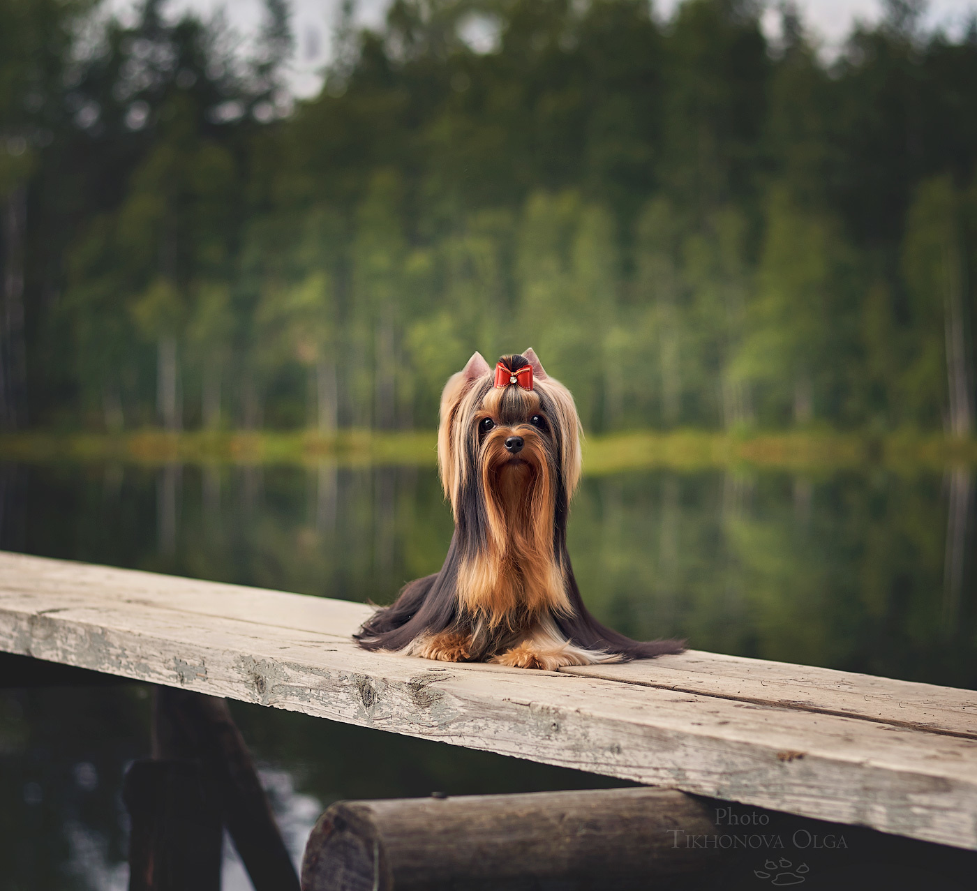 ДЭНСТАЙЛ МАСЯНЯ. Питомник Йоркширских терьеров Дэнстайл в Санкт-Петербурге заводчик Тих