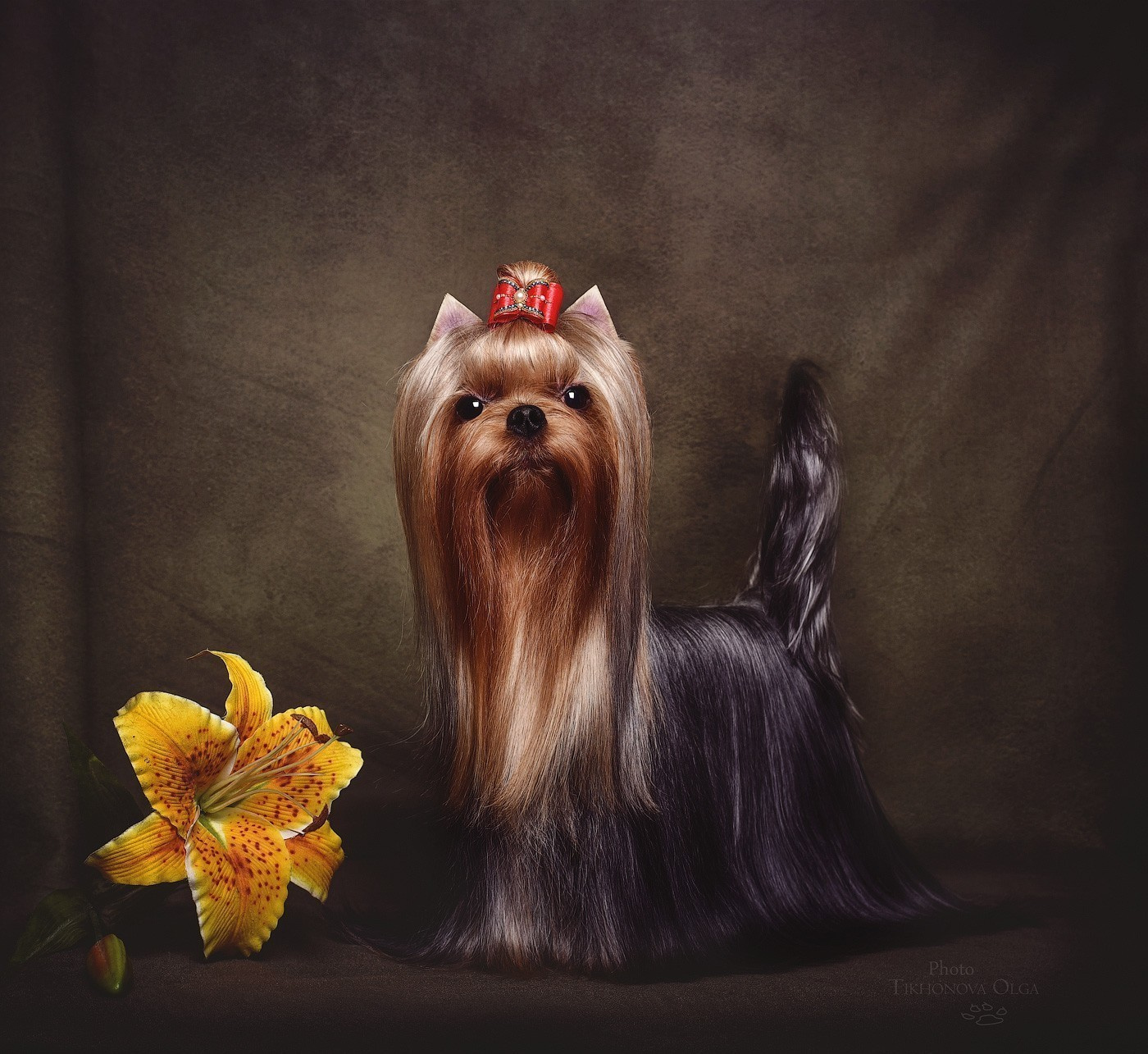 Дэнстайл Санта Лучия. Питомник Йоркширских терьеров Дэнстайл в Санкт-Петербурге заводчик Тих