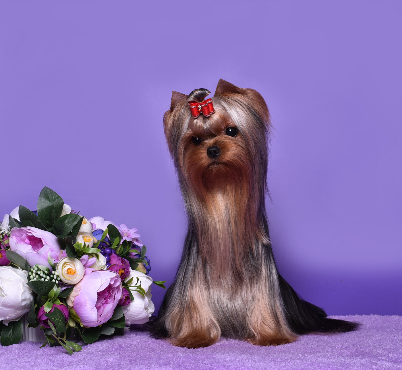 ДЭНСТАЙЛ ТИФАНИЯ. Питомник Йоркширских терьеров Дэнстайл в Санкт-Петербурге заводчик Тих