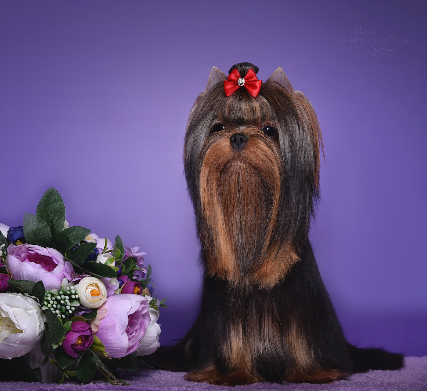 Дэнстайл Пиф. Питомник Йоркширских терьеров Дэнстайл в Санкт-Петербурге заводчик Тих