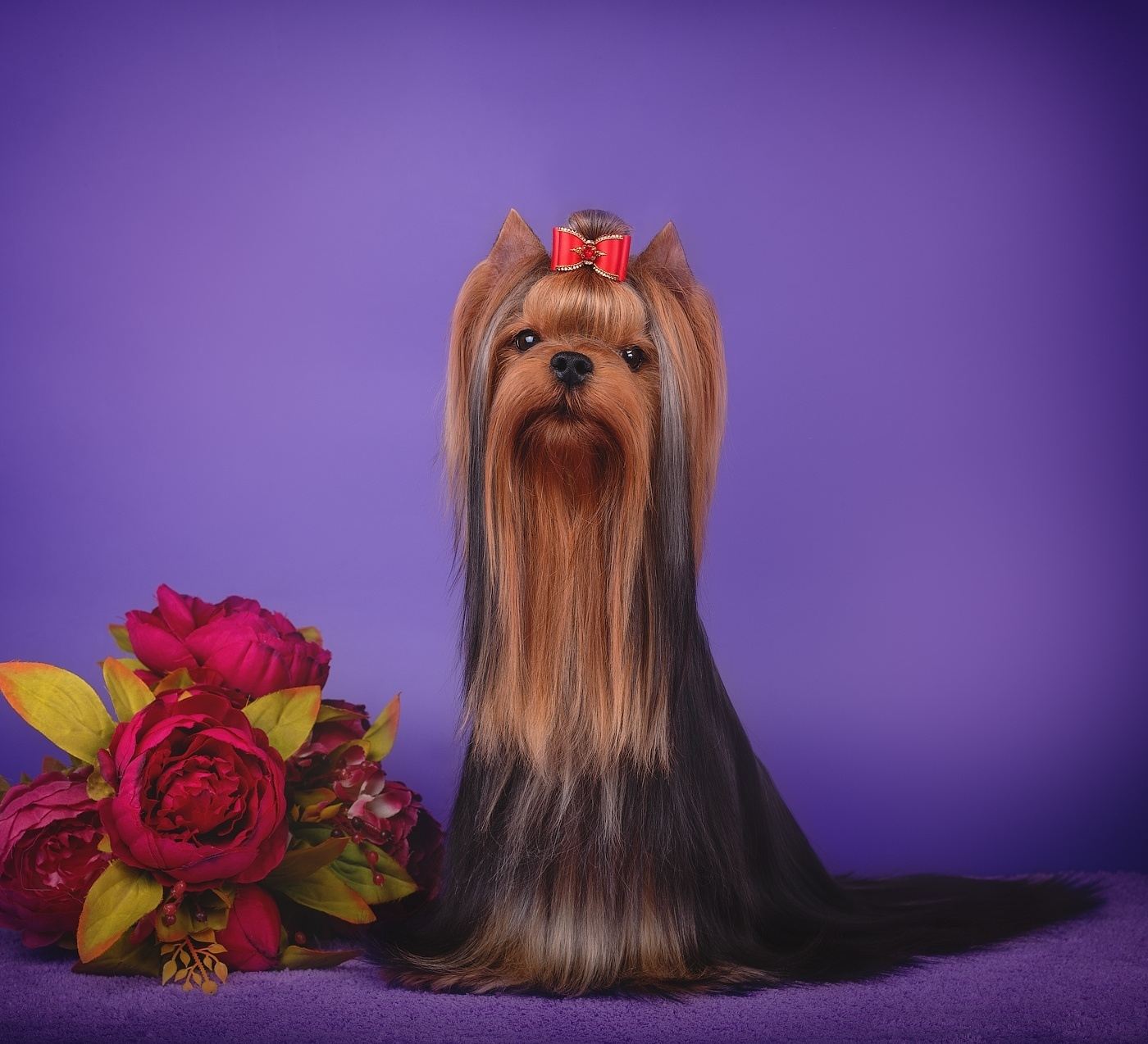 JEWEL STRlBRNE PRANI. Питомник Йоркширских терьеров Дэнстайл в Санкт-Петербурге заводчик Тих