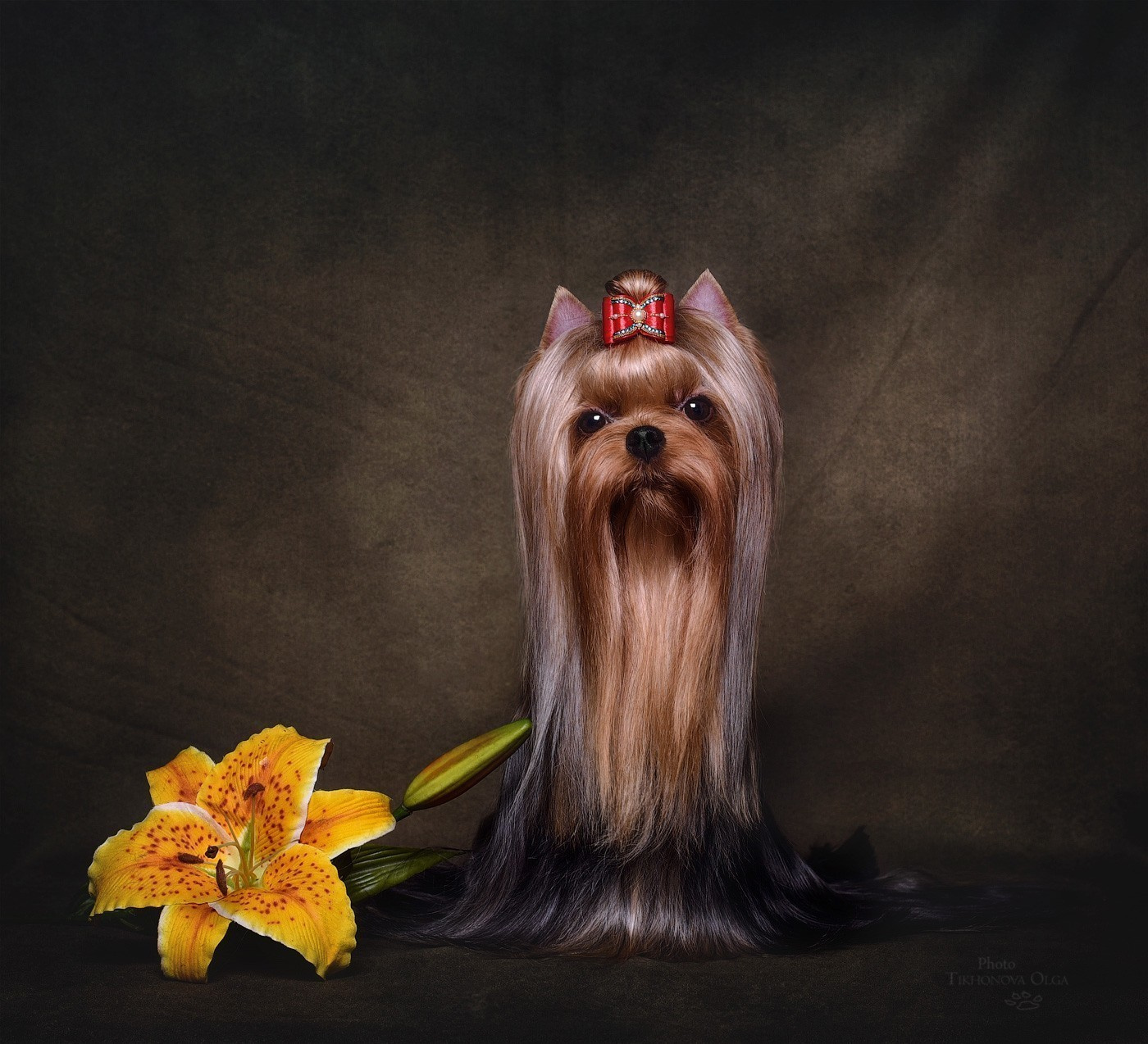 Дэнстайл Санта Лучия. Питомник Йоркширских терьеров Дэнстайл в Санкт-Петербурге заводчик Тих