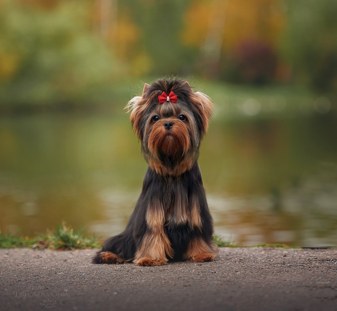 Дэнстайл Пиф. Питомник Йоркширских терьеров Дэнстайл в Санкт-Петербурге заводчик Тих