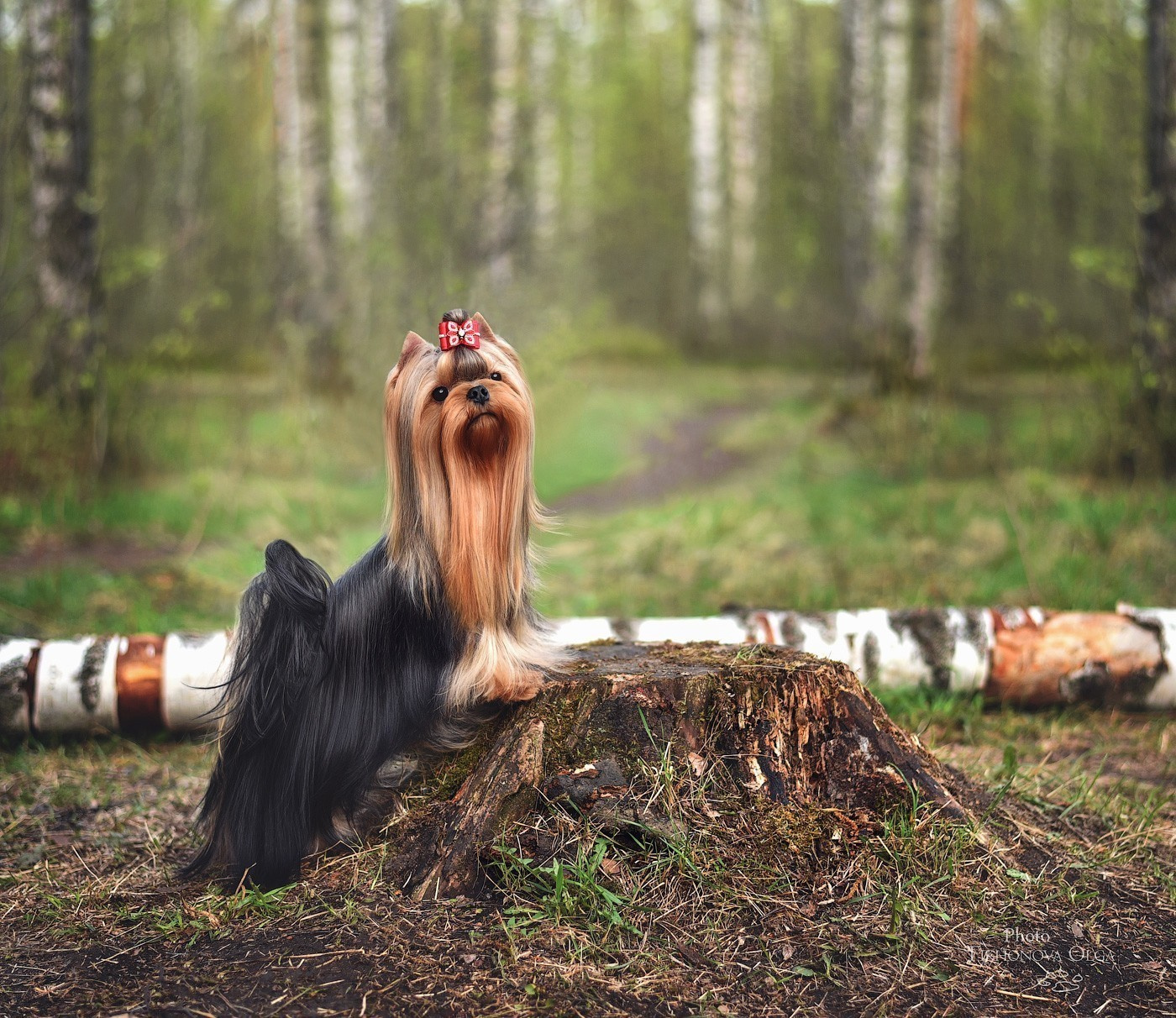 ДЭНСТАЙЛ ЯНА. Питомник Йоркширских терьеров Дэнстайл в Санкт-Петербурге заводчик Тих