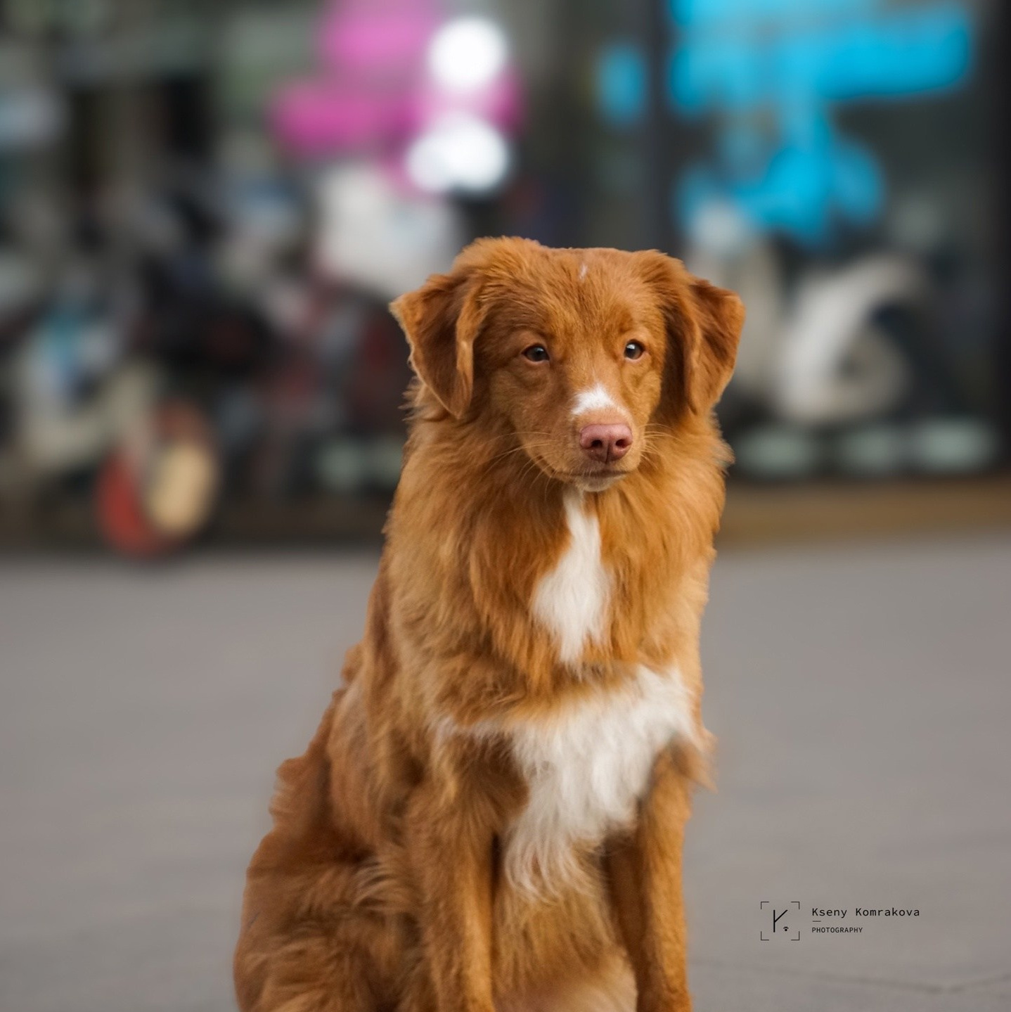 Услуги. Анималистика. Репортаж. Индивидуальная съемка