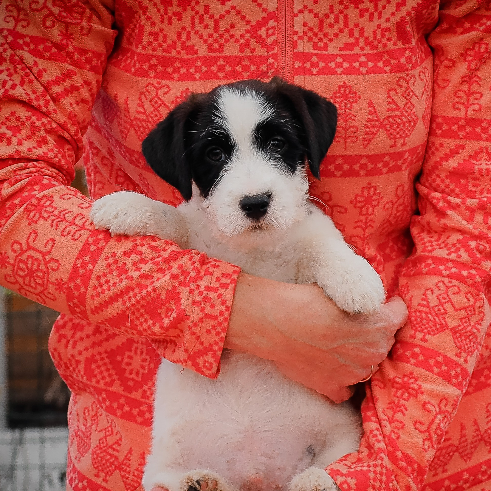 Джек рассел терьер - это собака хвостик! Она везде и всюду будет следовать за своих хозяином!