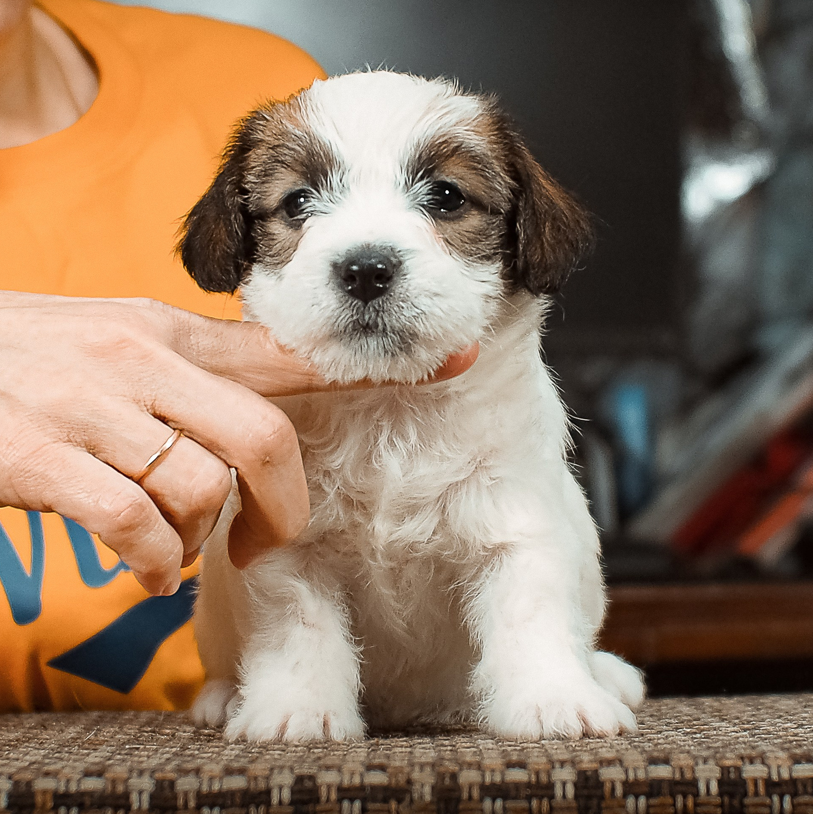 LITTER «Б» 21/12/2025. CANE MAESTRO — kennel Jack Russell Terrier