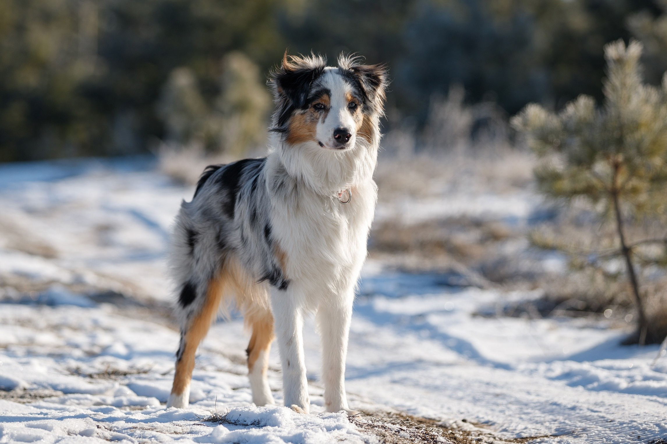 К-помёт. BLGKV питомник собак