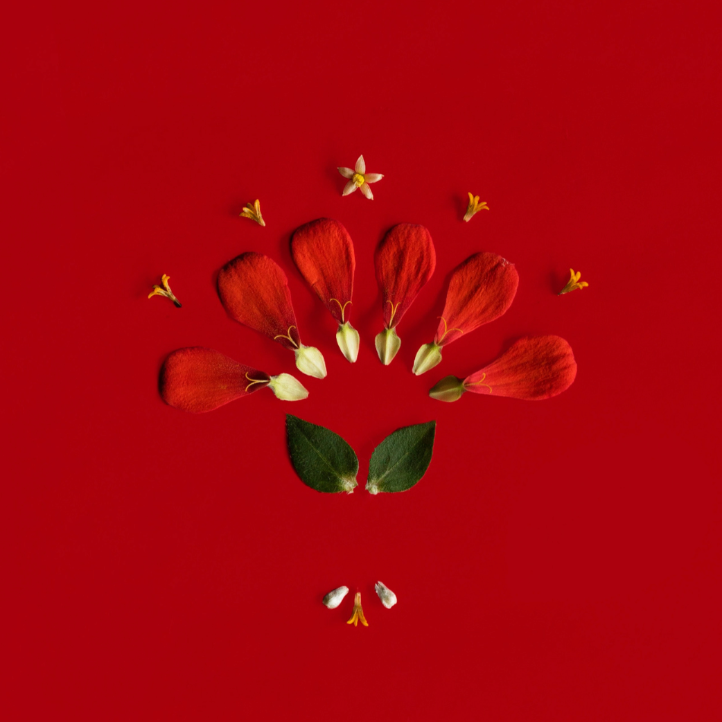 THERAPY LAYER. Сocoobird || Capturing the Essence of Your Brand in Photos & Videos