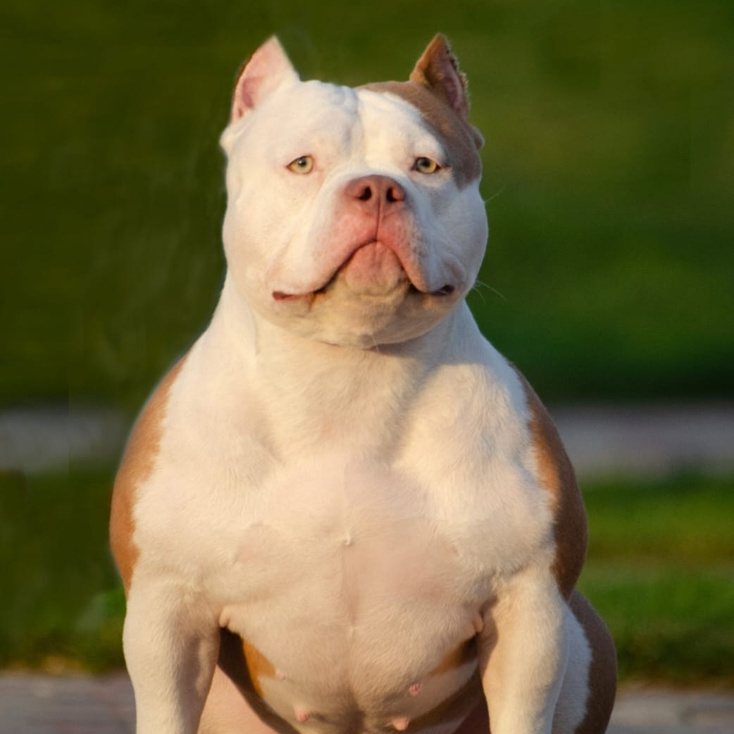 Флешка - американский булли покет