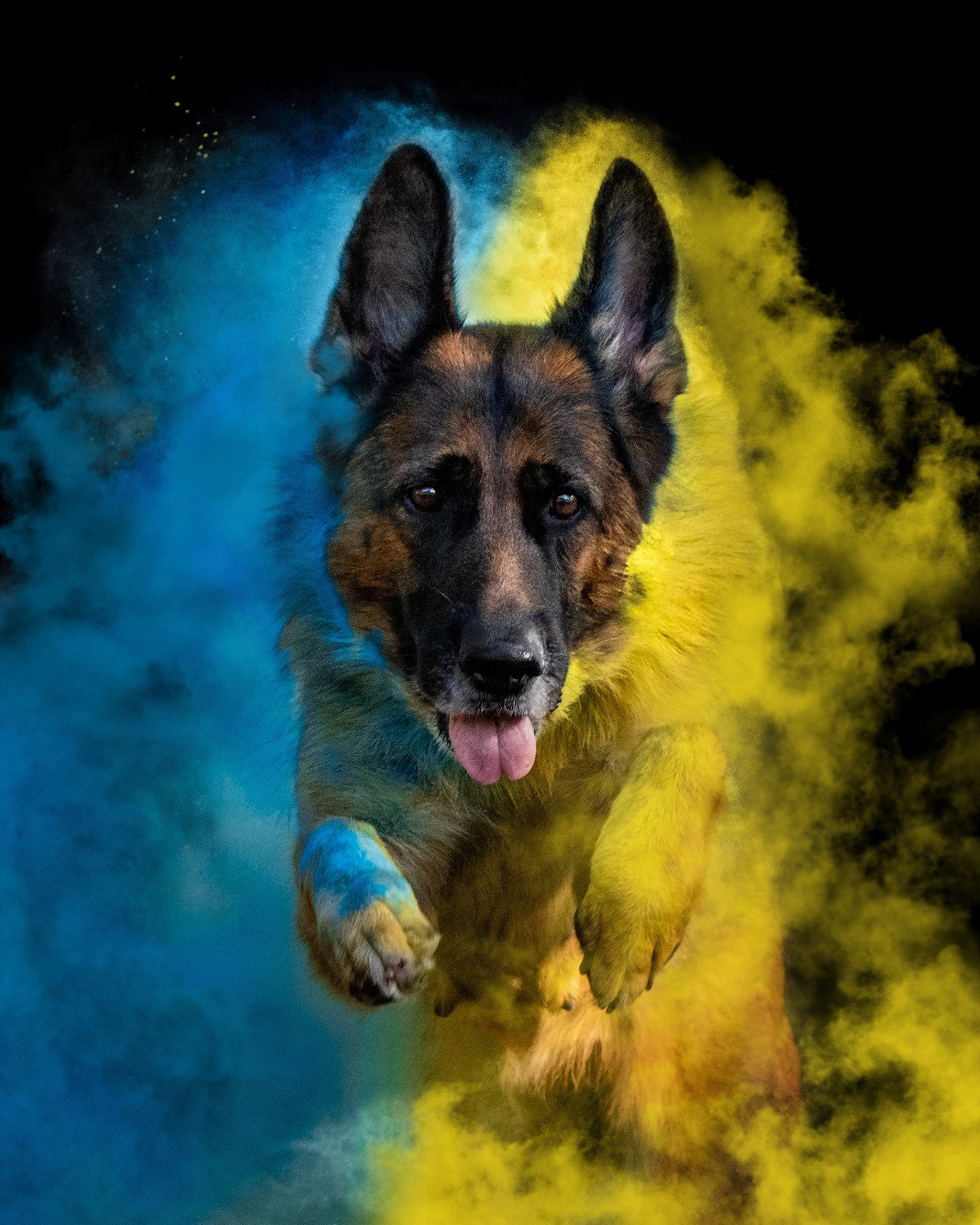 Лучшие трюки собак для фотосессии. Фотограф собак в Москве и Московской области Иванушкина Мария