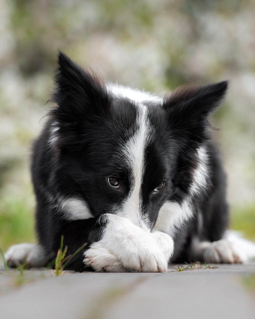 Лучшие трюки собак для фотосессии. Фотограф собак в Москве и Московской области Иванушкина Мария