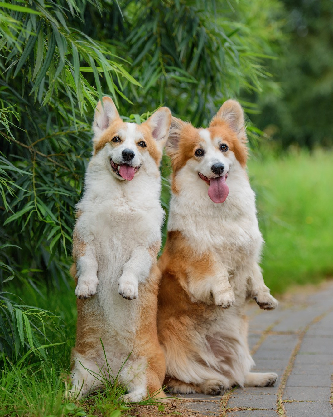 Лучшие трюки собак для фотосессии. Фотограф собак в Москве и Московской области Иванушкина Мария
