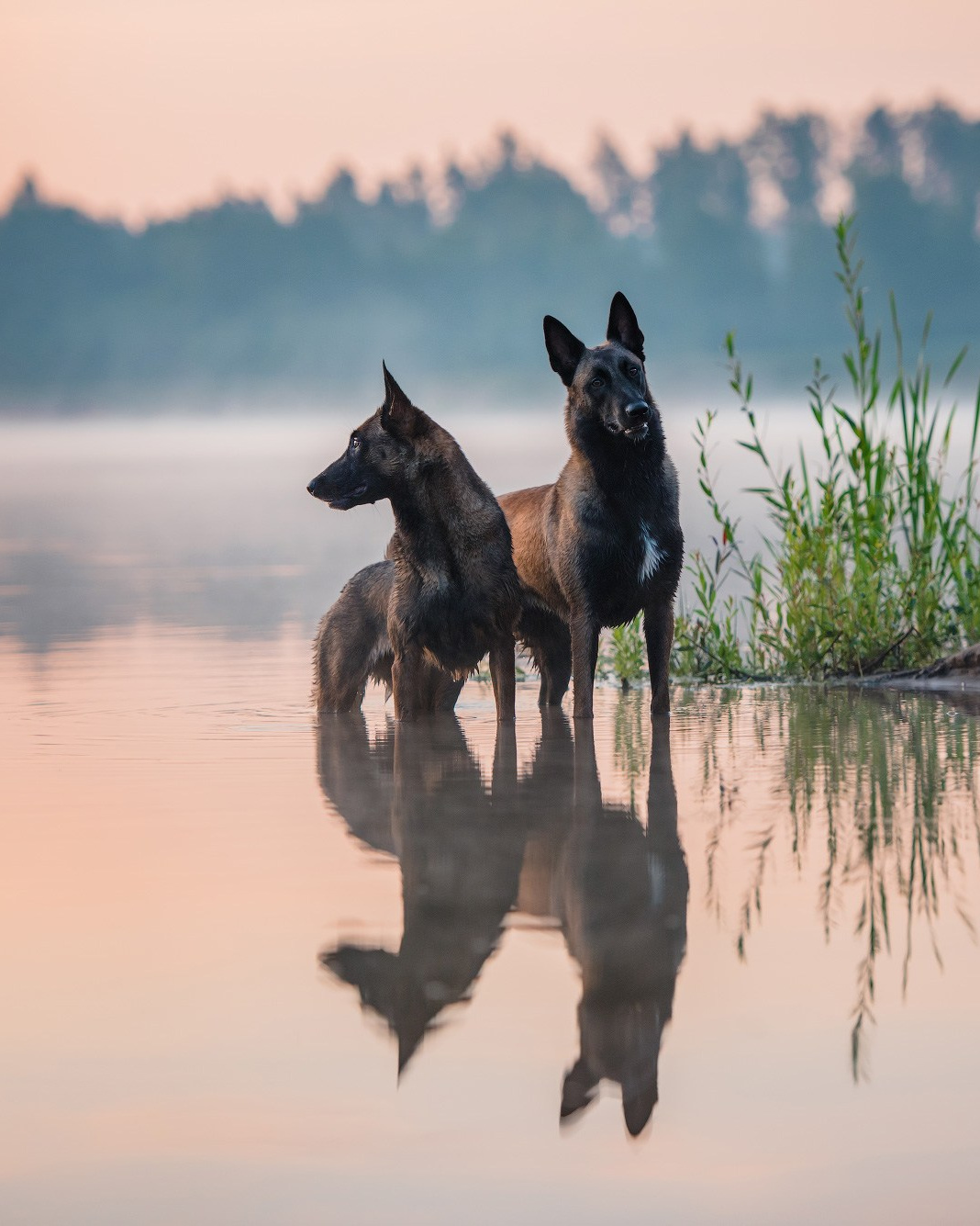 Как выбрать место и время для фотосессии собаки. Фотограф собак в Москве и Московской области Иванушкина Мария