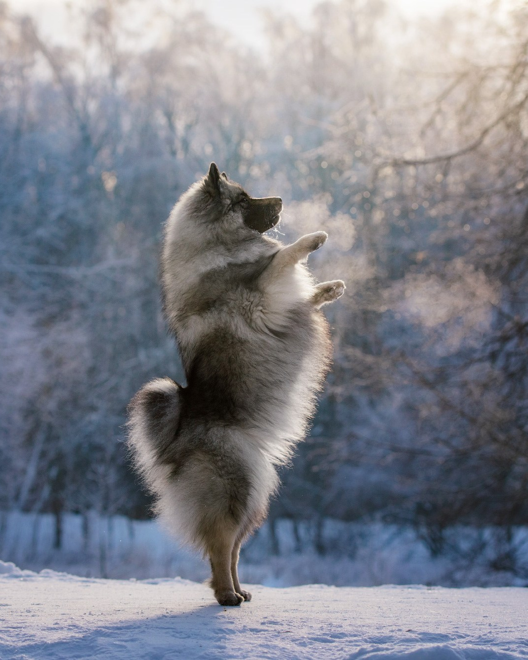 Лучшие трюки собак для фотосессии. Фотограф собак в Москве и Московской области Иванушкина Мария