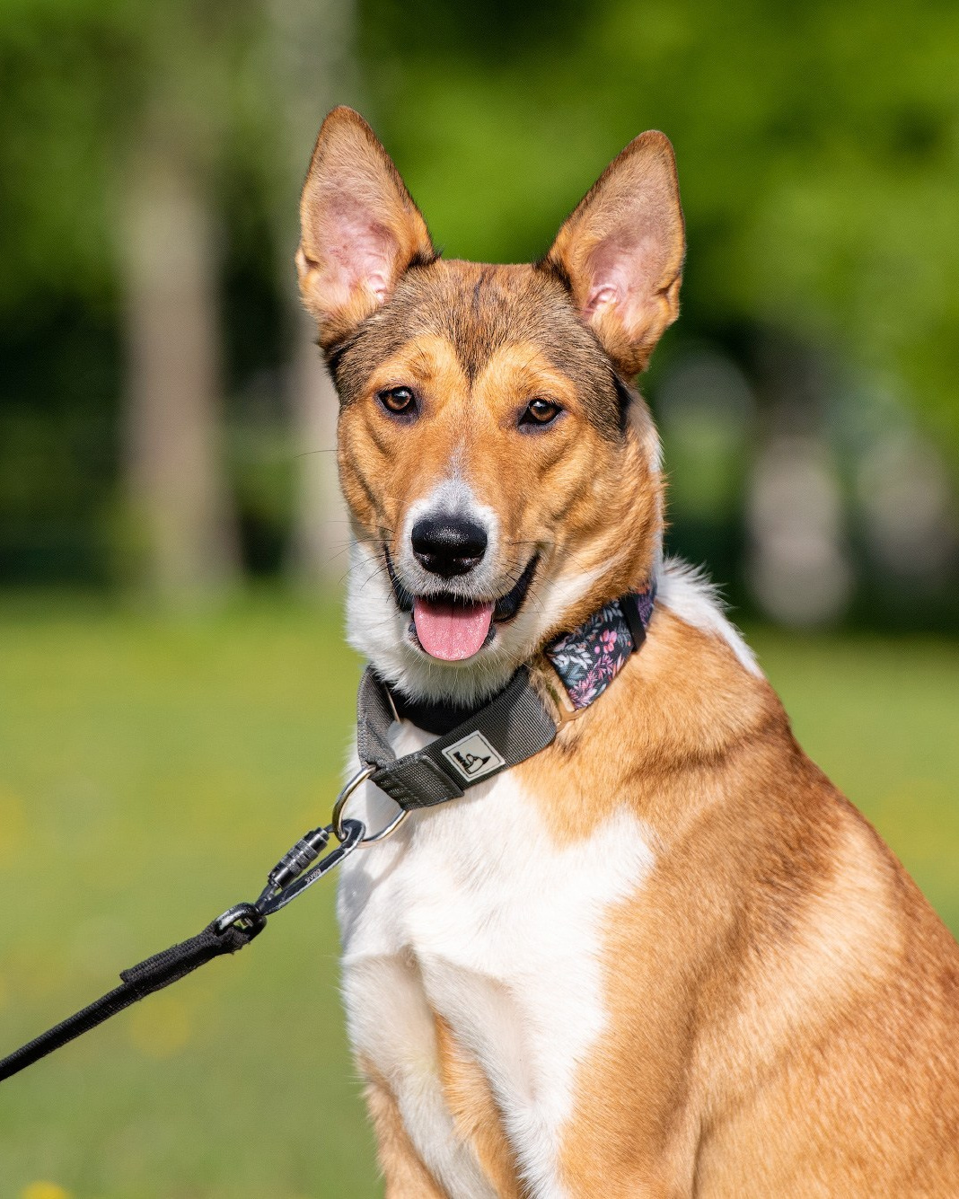 Подготовка собаки к фотосессии. Фотограф собак в Москве и Московской области Иванушкина Мария