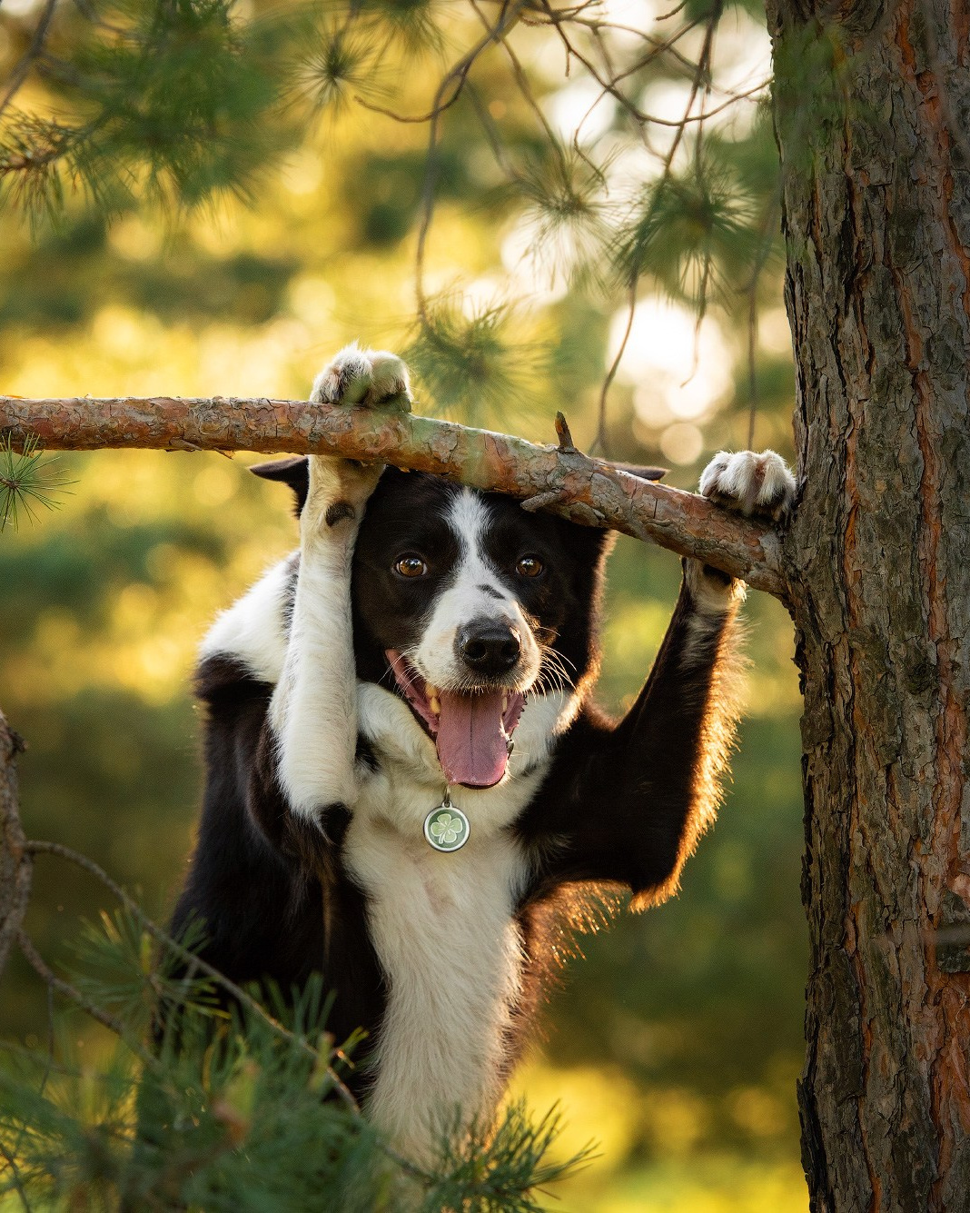 Лучшие трюки собак для фотосессии. Фотограф собак в Москве и Московской области Иванушкина Мария