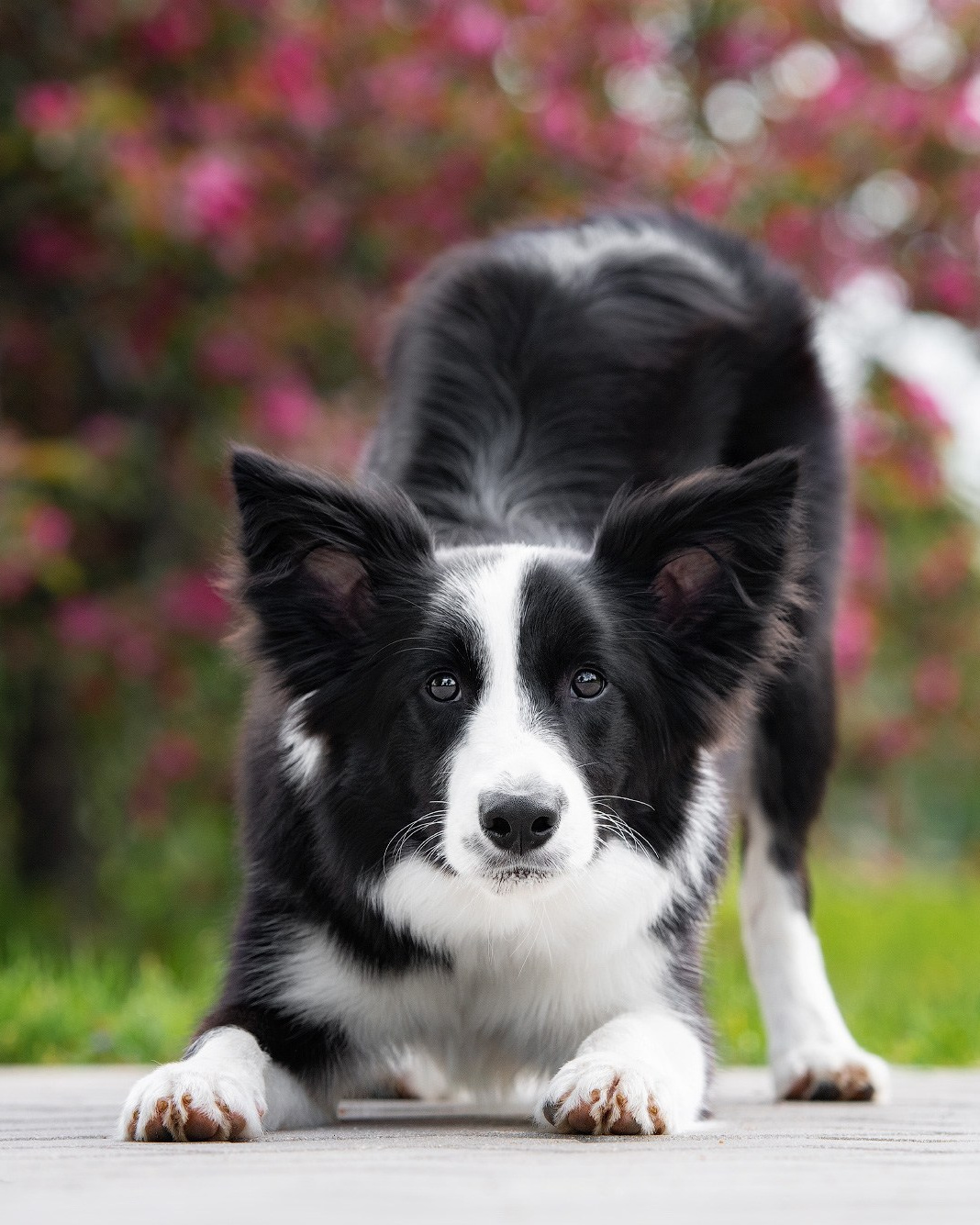 Лучшие трюки собак для фотосессии. Фотограф собак в Москве и Московской области Иванушкина Мария