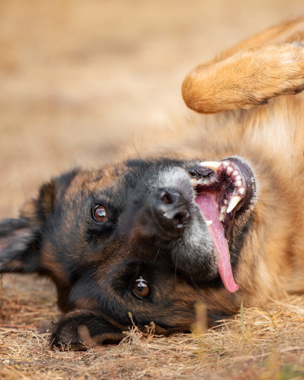 Лучшие трюки собак для фотосессии. Фотограф собак в Москве и Московской области Иванушкина Мария