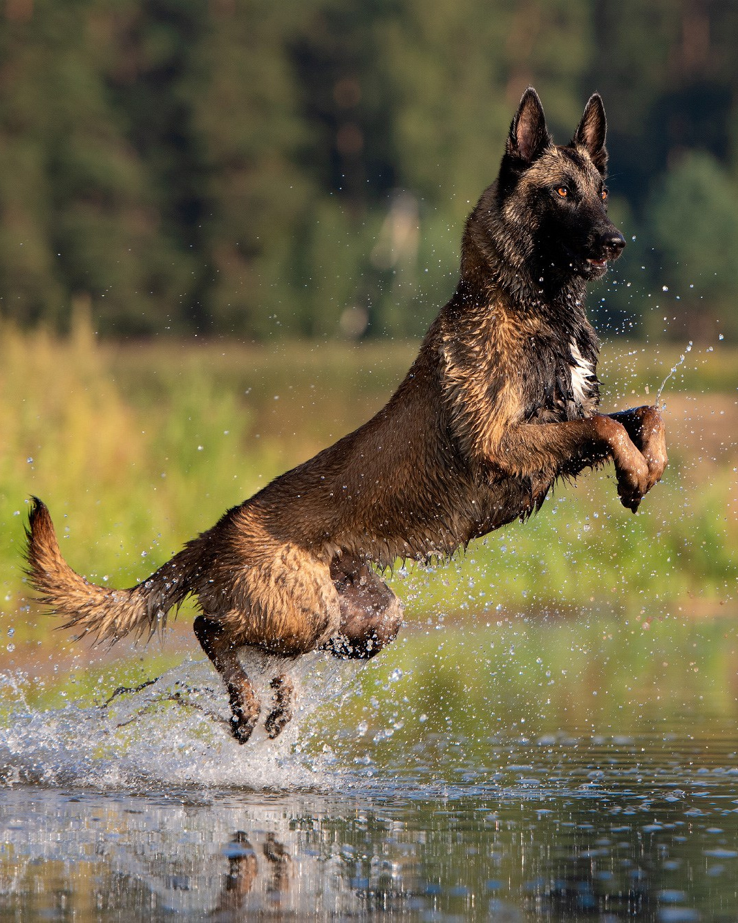 Лучшие трюки собак для фотосессии. Фотограф собак в Москве и Московской области Иванушкина Мария