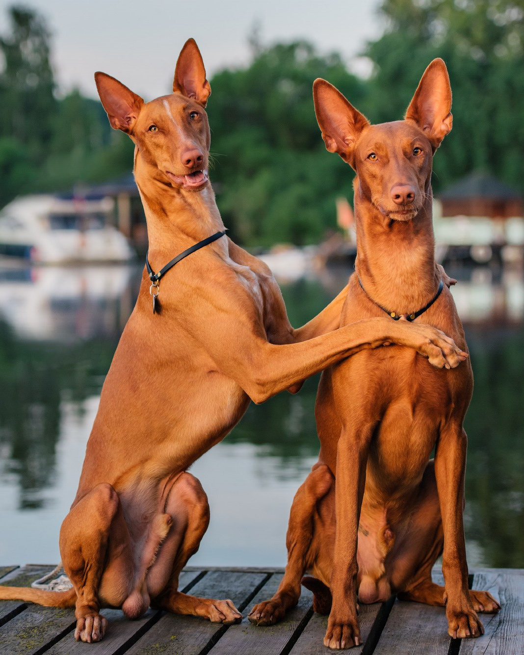 Лучшие трюки собак для фотосессии. Фотограф собак в Москве и Московской области Иванушкина Мария