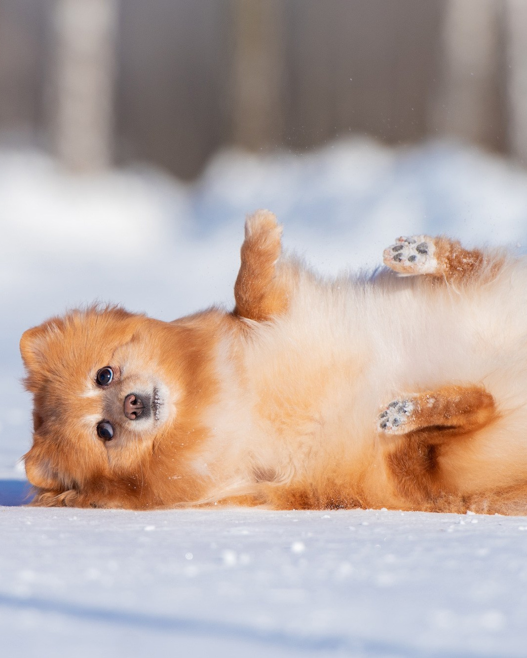 Лучшие трюки собак для фотосессии. Фотограф собак в Москве и Московской области Иванушкина Мария