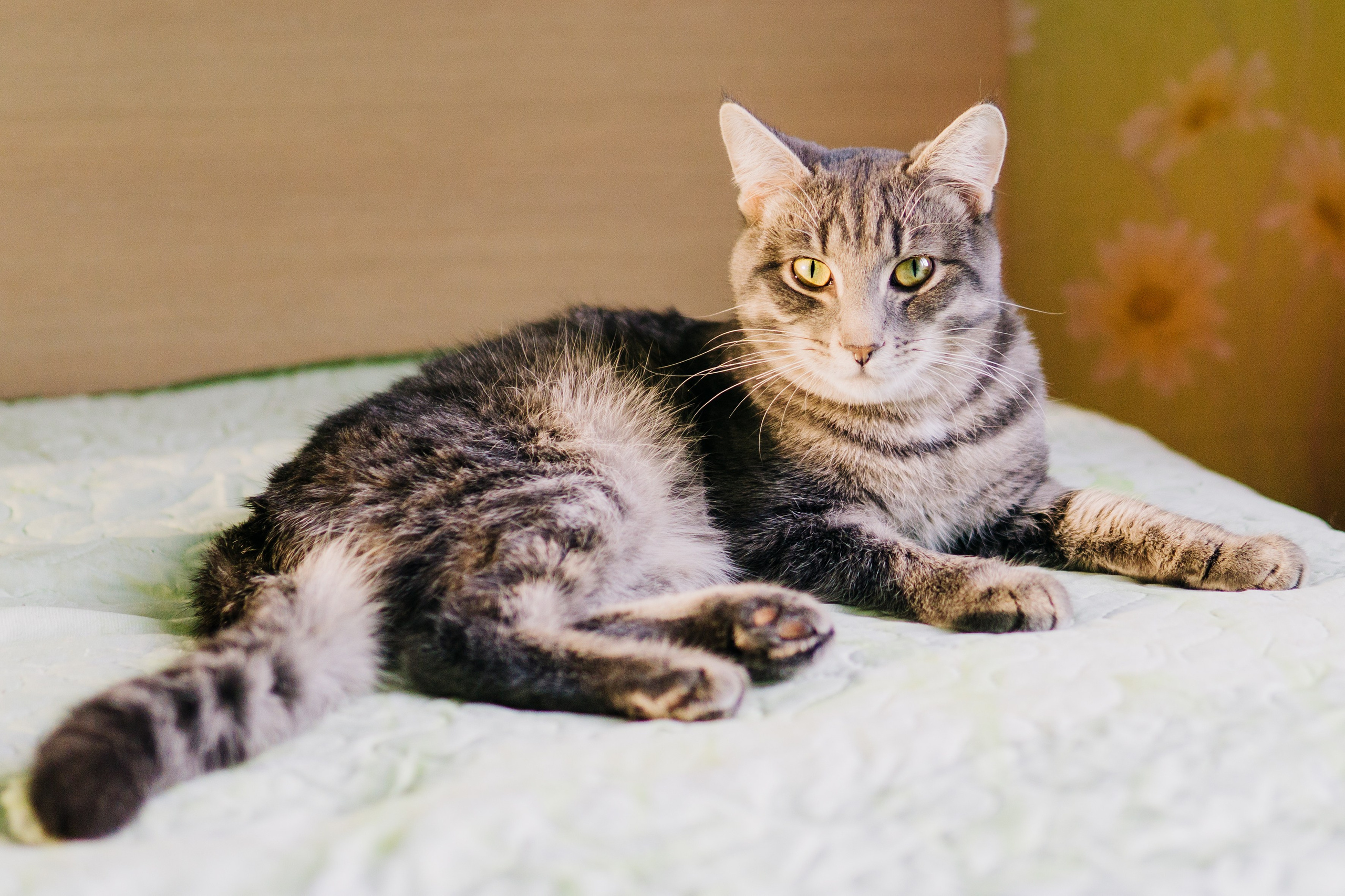 Домашняя фотосессия котиков. Saamill