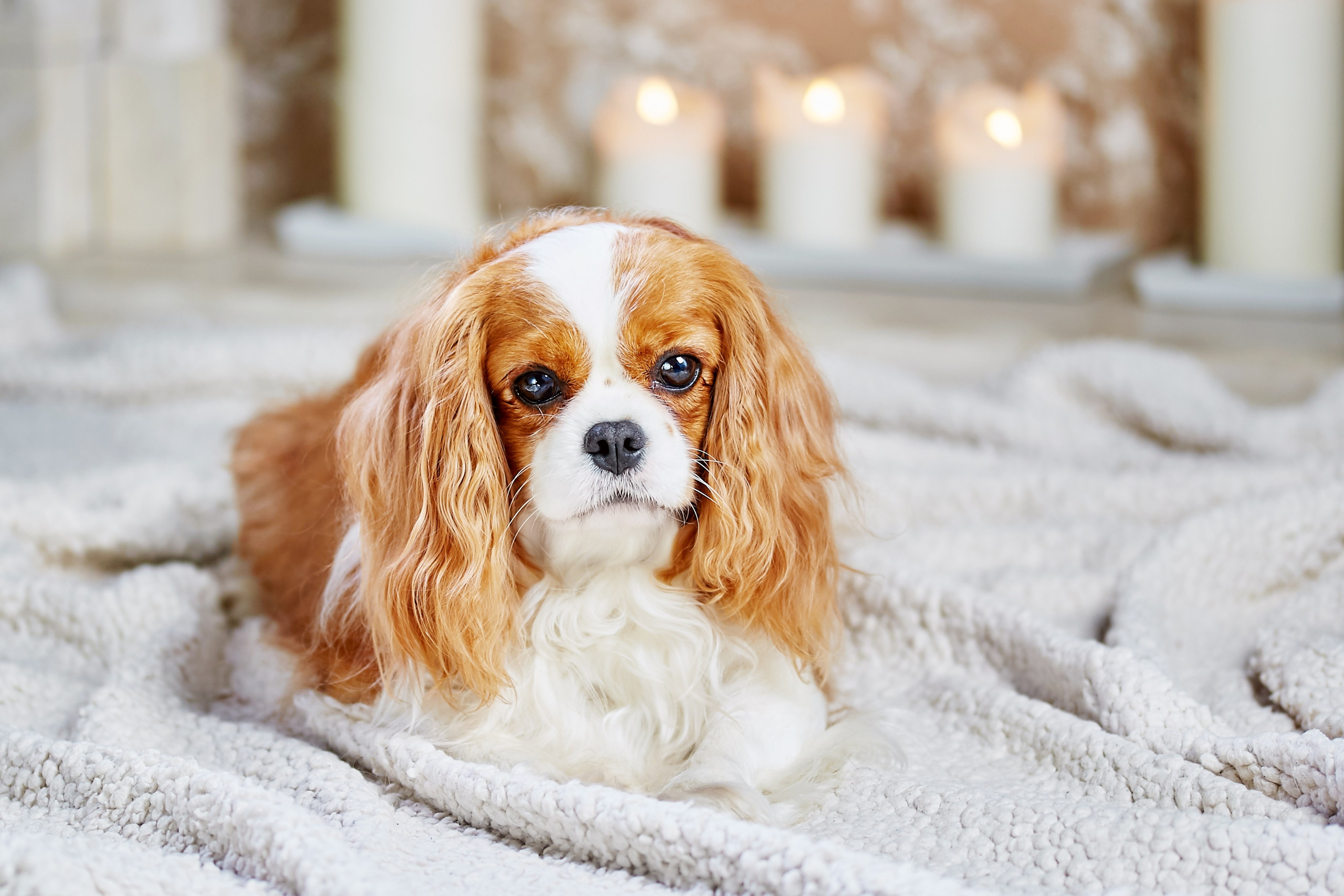 Питомник кавалер кинг чарльз спаниелей Belle-Spaniel