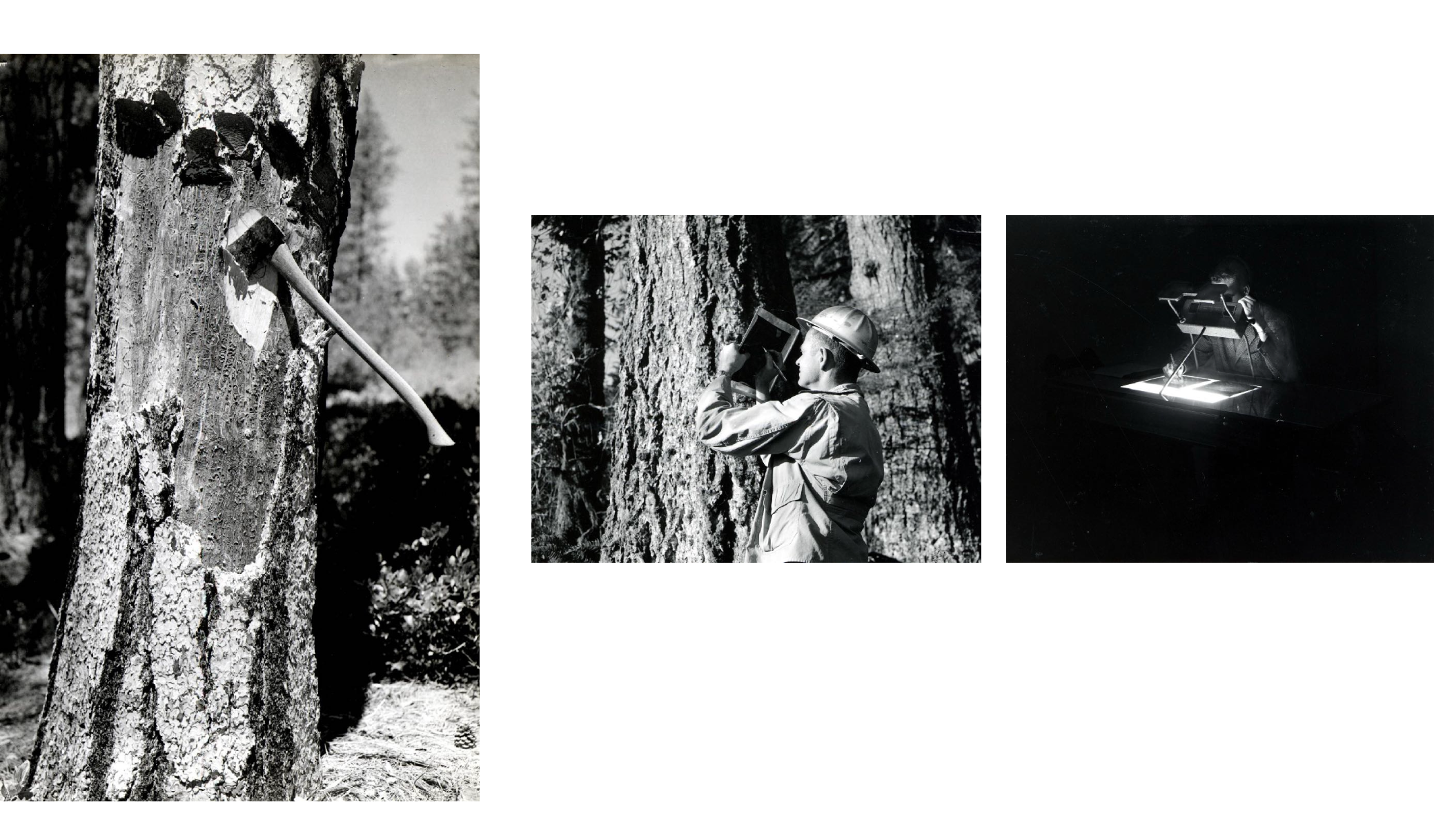 Beetlemania. Лера Круглова