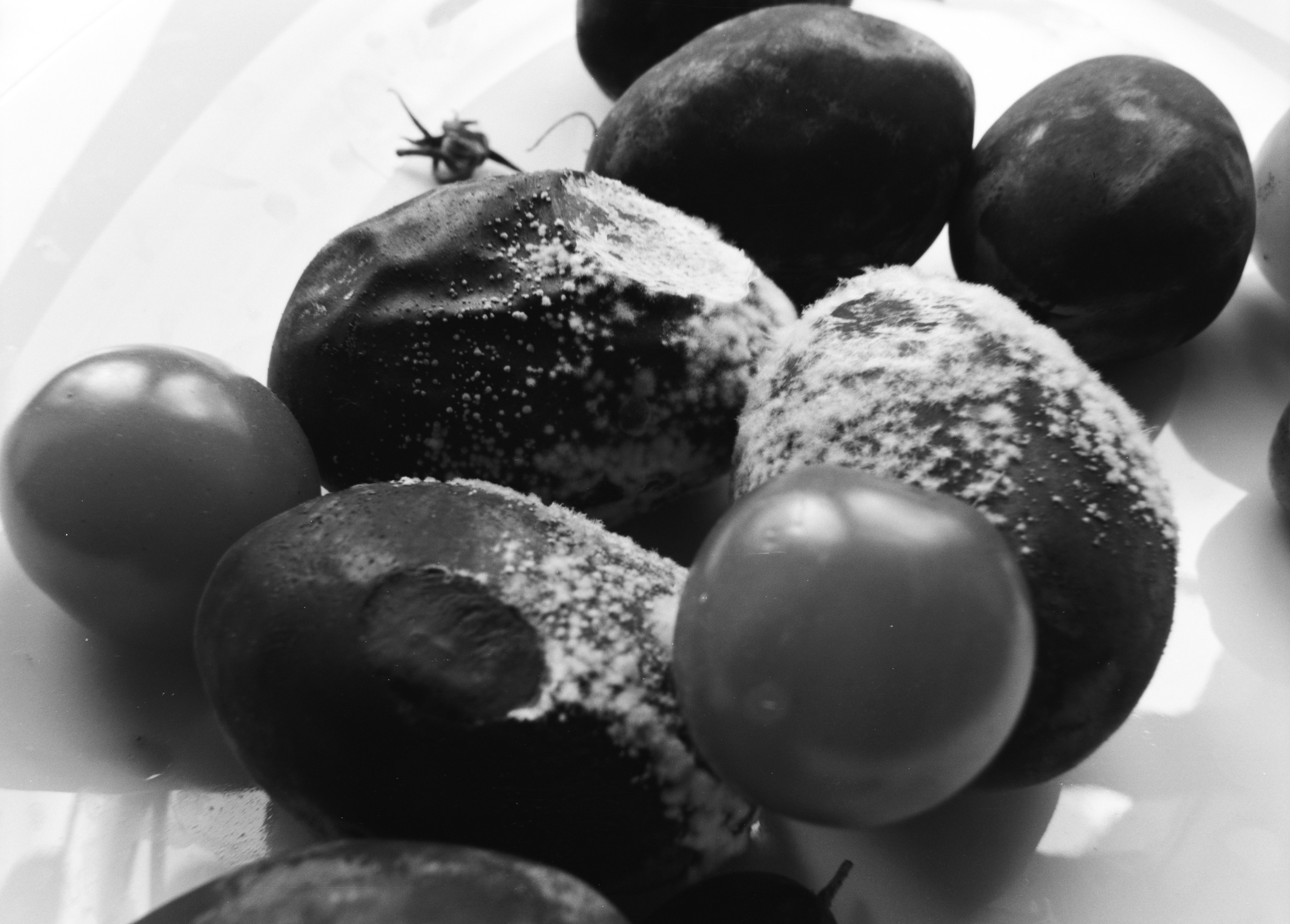 PRINTS. Daria Blinova