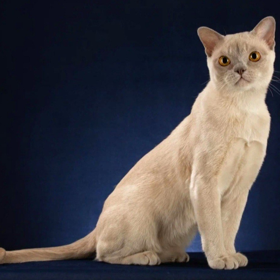 Котёнок американской бурмы. Las Burmas — питомник американской бурмы традиционных линий