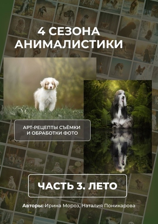 Гайды. Обучение анималистической фотографии