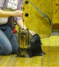 2015 г Результаты выставок. Питомник Йоркширских терьеров Дэнстайл в Санкт-Петербурге заводчик Тих