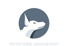 petphotospb.wfolio.pro