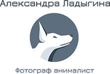 petphotospb.wfolio.pro