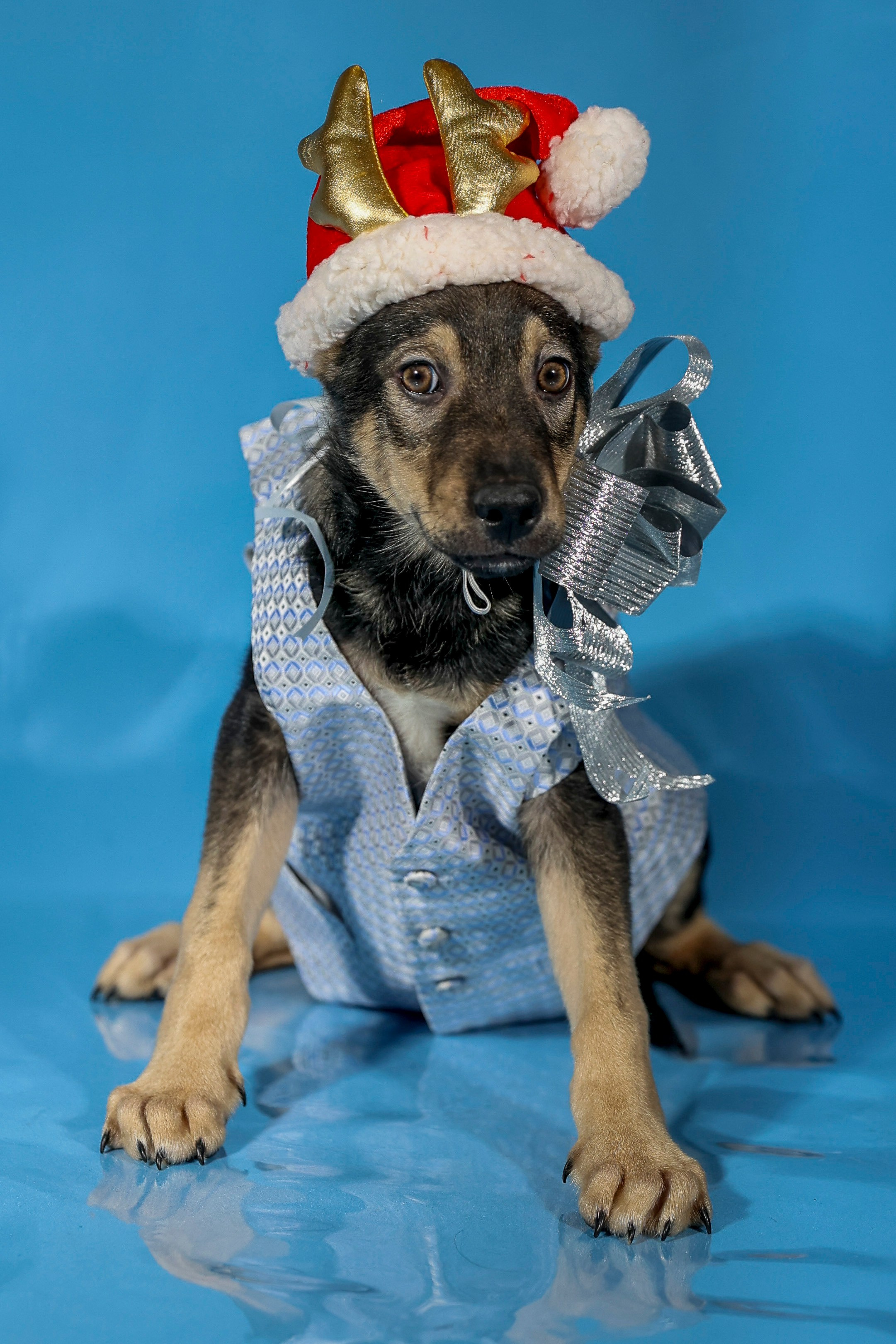 Приют четвероногий АНГЕЛ. Фотограф 📸 семейный, предметный, репортажный