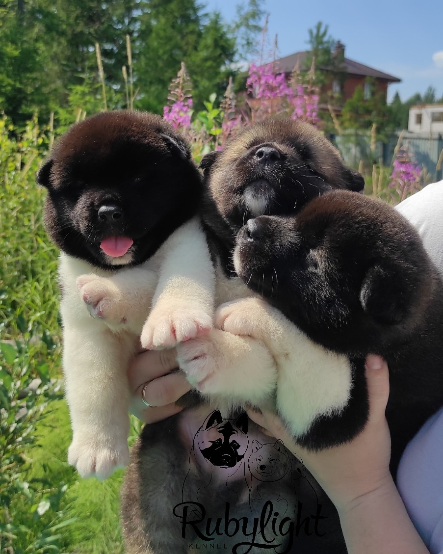 AMERICAN AKITA RUBYLIGHT KENNEL I SHIBA-INU