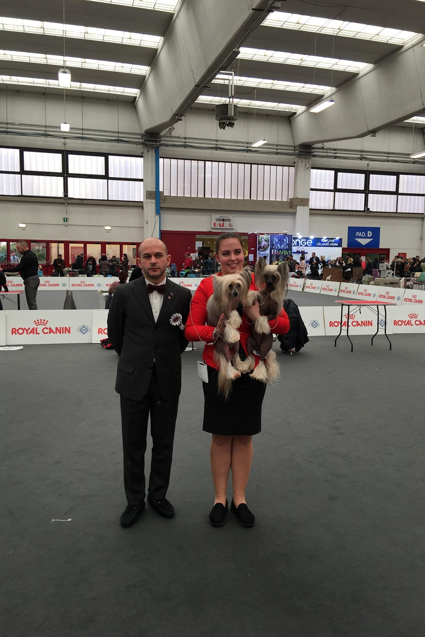 IDS REGGIO EMILIA ITALY. Люкс и Нелли. Питомник китайских хохлатых собак Poale Ell: купить щенка