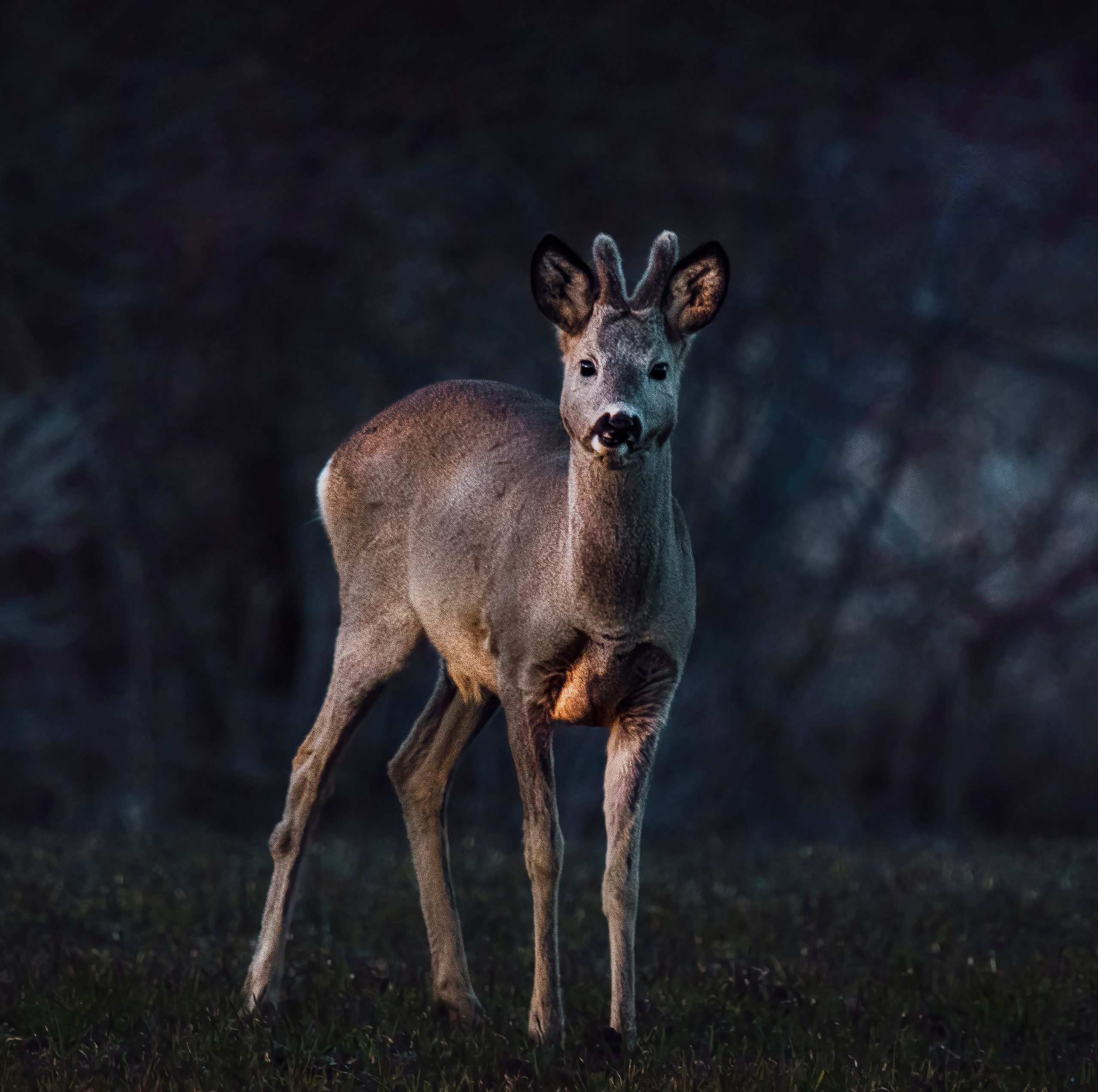 Фотоохота. Фотографии Лены Соколовой